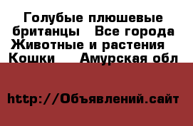 Голубые плюшевые британцы - Все города Животные и растения » Кошки   . Амурская обл.